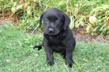 Puppies in PA